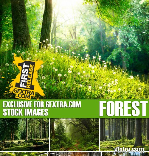 Stock Photos - Forest, 25xJPG Stock Photos - Forest, 25xJPG