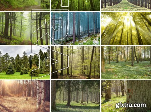 Stock Photos - Forest, 25xJPG Stock Photos - Forest, 25xJPG
