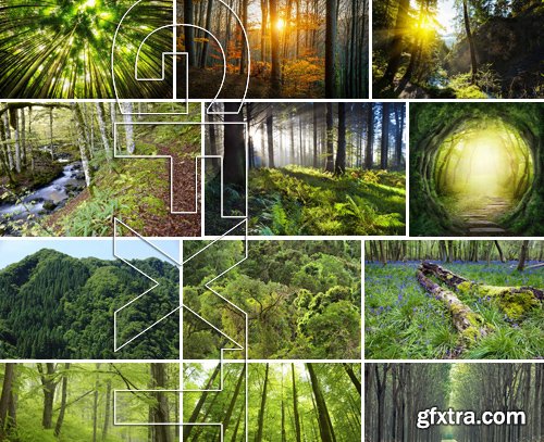 Stock Photos - Forest, 25xJPG Stock Photos - Forest, 25xJPG