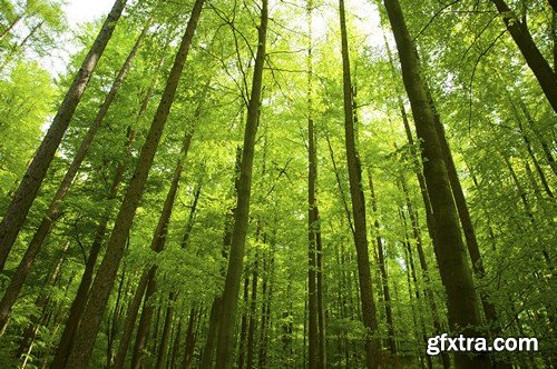 Stock Photos - Forest, 25xJPG