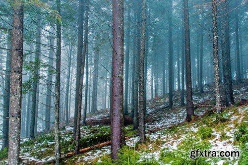 Stock Photos - Forest, 25xJPG