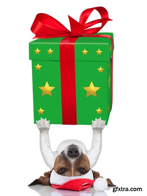 Amazing SS - Dog with funny glasses, 25xJPG Amazing SS - Dog with funny glasses, 25xJPG