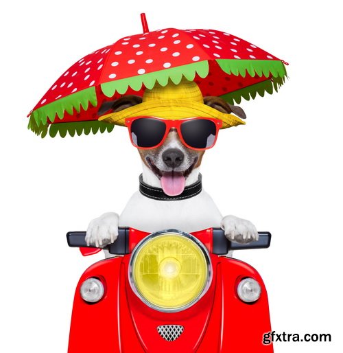 Amazing SS - Dog with funny glasses, 25xJPG Amazing SS - Dog with funny glasses, 25xJPG