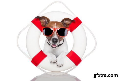 Amazing SS - Dog with funny glasses, 25xJPG Amazing SS - Dog with funny glasses, 25xJPG