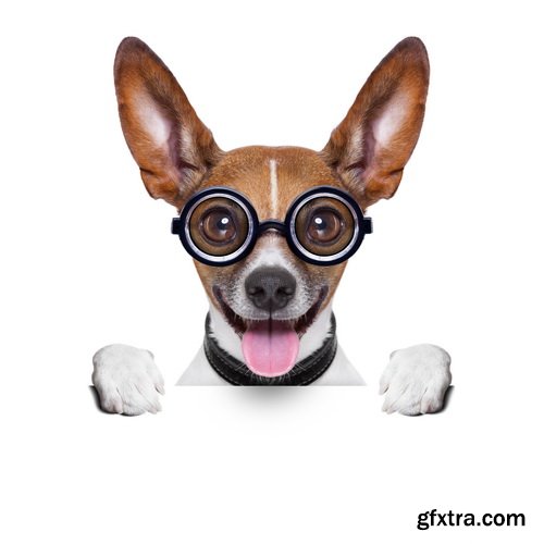 Amazing SS - Dog with funny glasses, 25xJPG Amazing SS - Dog with funny glasses, 25xJPG
