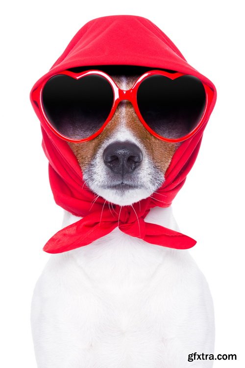 Amazing SS - Dog with funny glasses, 25xJPG Amazing SS - Dog with funny glasses, 25xJPG