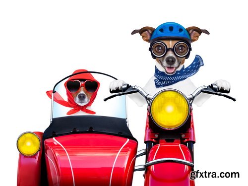 Amazing SS - Dog with funny glasses, 25xJPG Amazing SS - Dog with funny glasses, 25xJPG