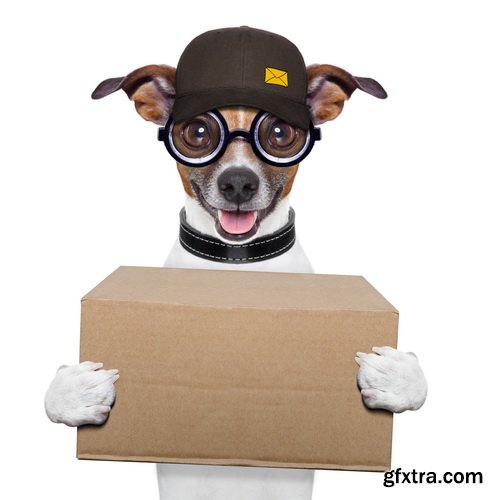 Amazing SS - Dog with funny glasses, 25xJPG Amazing SS - Dog with funny glasses, 25xJPG