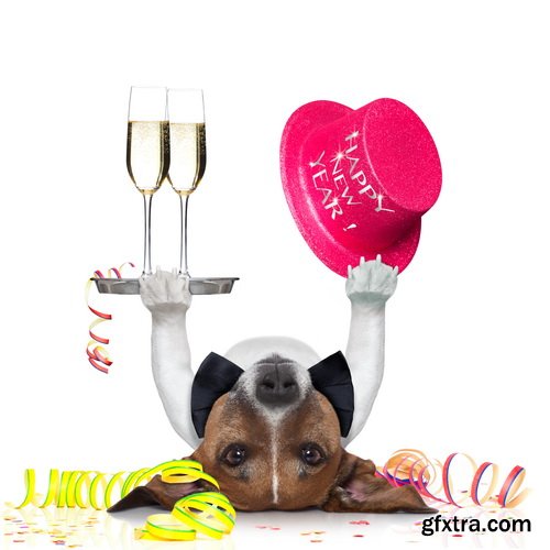 Amazing SS - Dog with funny glasses, 25xJPG Amazing SS - Dog with funny glasses, 25xJPG