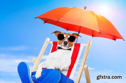 Amazing SS - Dog with funny glasses, 25xJPG Amazing SS - Dog with funny glasses, 25xJPG