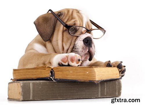 Amazing SS - Dog with funny glasses, 25xJPG Amazing SS - Dog with funny glasses, 25xJPG