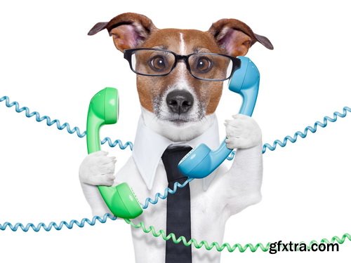 Amazing SS - Dog with funny glasses, 25xJPG Amazing SS - Dog with funny glasses, 25xJPG