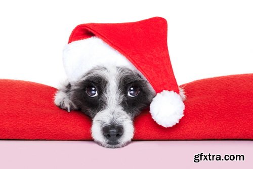 Amazing SS - Dog with funny glasses, 25xJPG Amazing SS - Dog with funny glasses, 25xJPG