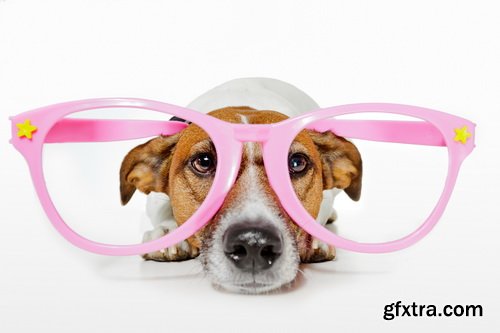 Amazing SS - Dog with funny glasses, 25xJPG Amazing SS - Dog with funny glasses, 25xJPG