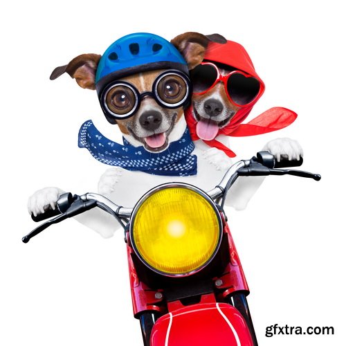 Amazing SS - Dog with funny glasses, 25xJPG Amazing SS - Dog with funny glasses, 25xJPG