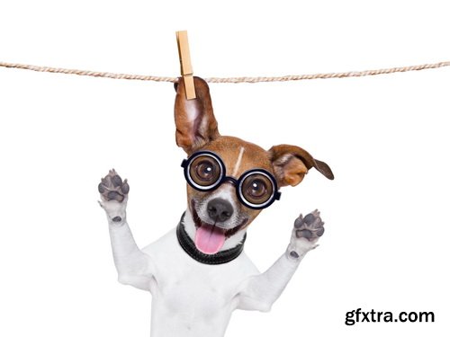 Amazing SS - Dog with funny glasses, 25xJPG Amazing SS - Dog with funny glasses, 25xJPG