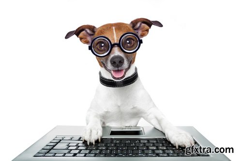 Amazing SS - Dog with funny glasses, 25xJPG Amazing SS - Dog with funny glasses, 25xJPG