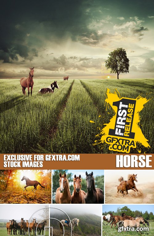 Stock Photos - Horse, 25xJPG
