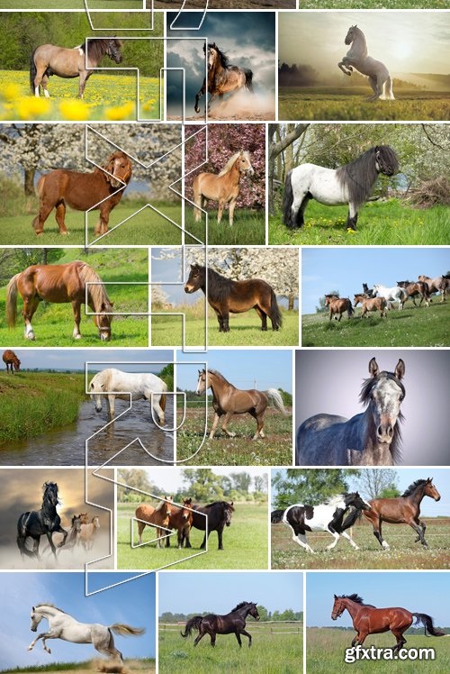 Stock Photos - Horse, 25xJPG