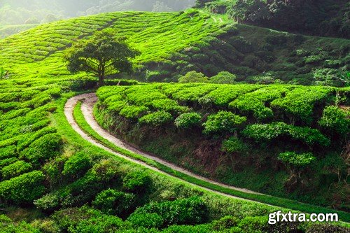 Stock Photos - Tea plantation, 25xJPG