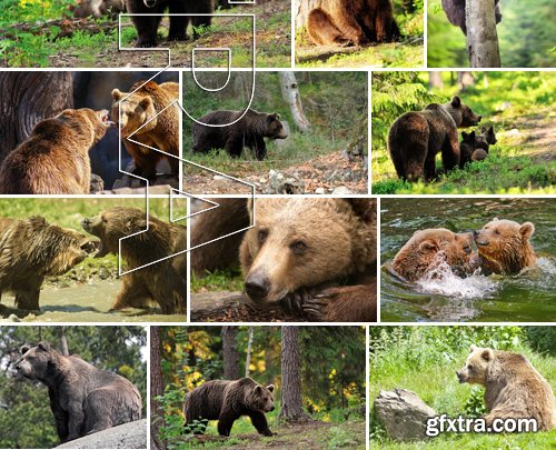 Stock Photos - BEAR, 25xJPG Stock Photos - BEAR, 25xJPG