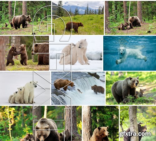 Stock Photos - BEAR, 25xJPG Stock Photos - BEAR, 25xJPG