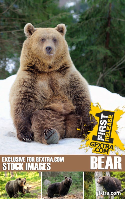 Stock Photos - BEAR, 25xJPG Stock Photos - BEAR, 25xJPG