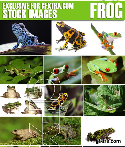 Stock Photos - Frog, 25xJPG Stock Photos - Frog, 25xJPG