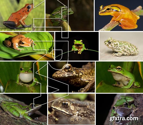 Stock Photos - Frog, 25xJPG Stock Photos - Frog, 25xJPG