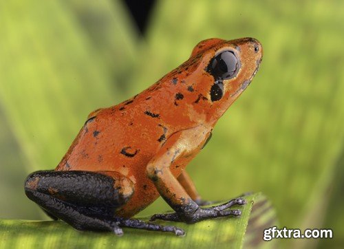 Stock Photos - Frog, 25xJPG