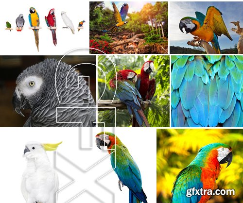 Stock Photos - Parrot, 25xJPG