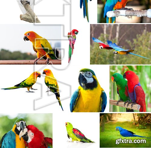 Stock Photos - Parrot, 25xJPG Stock Photos - Parrot, 25xJPG