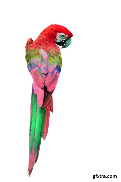 Stock Photos - Parrot, 25xJPG