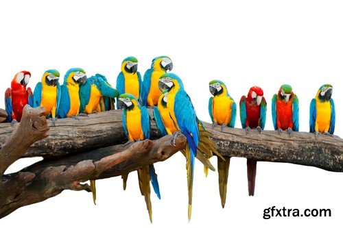 Stock Photos - Parrot, 25xJPG