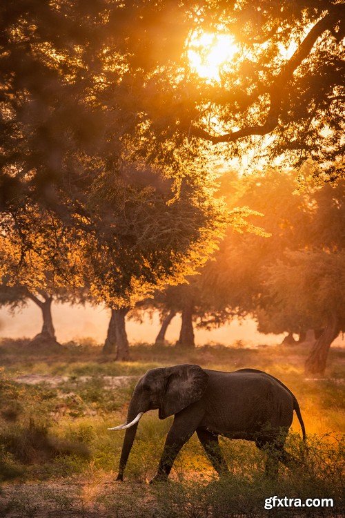 Stock Photos - Elephant, 25xJPG