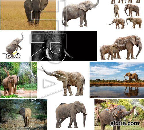 Stock Photos - Elephant, 25xJPG Stock Photos - Elephant, 25xJPG