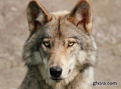 Stock Photos - Wolf, 24xJPG Stock Photos - Wolf, 24xJPG