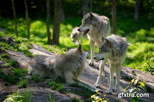 Stock Photos - Wolf, 24xJPG Stock Photos - Wolf, 24xJPG