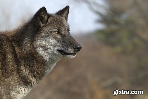 Stock Photos - Wolf, 24xJPG Stock Photos - Wolf, 24xJPG