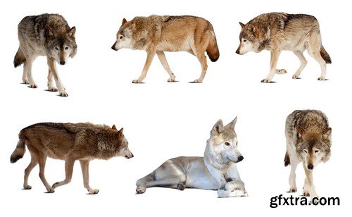 Stock Photos - Wolf, 24xJPG Stock Photos - Wolf, 24xJPG