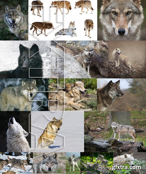 Stock Photos - Wolf, 24xJPG Stock Photos - Wolf, 24xJPG