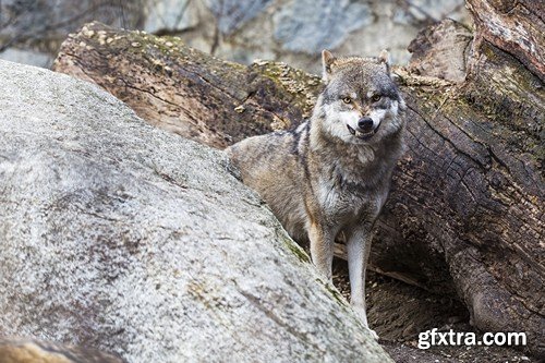 Stock Photos - Wolf, 24xJPG Stock Photos - Wolf, 24xJPG