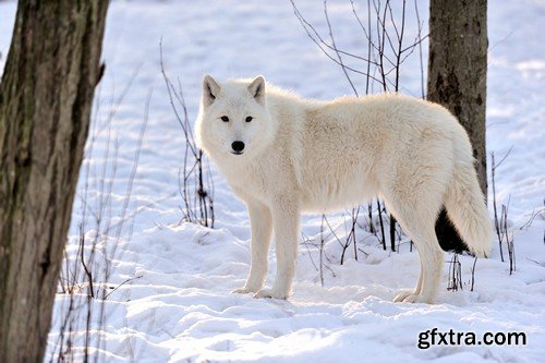 Stock Photos - Wolf, 24xJPG Stock Photos - Wolf, 24xJPG