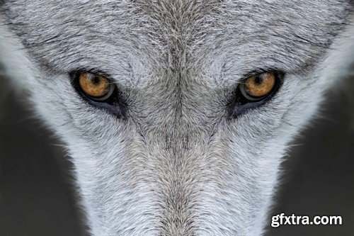 Stock Photos - Wolf, 24xJPG Stock Photos - Wolf, 24xJPG