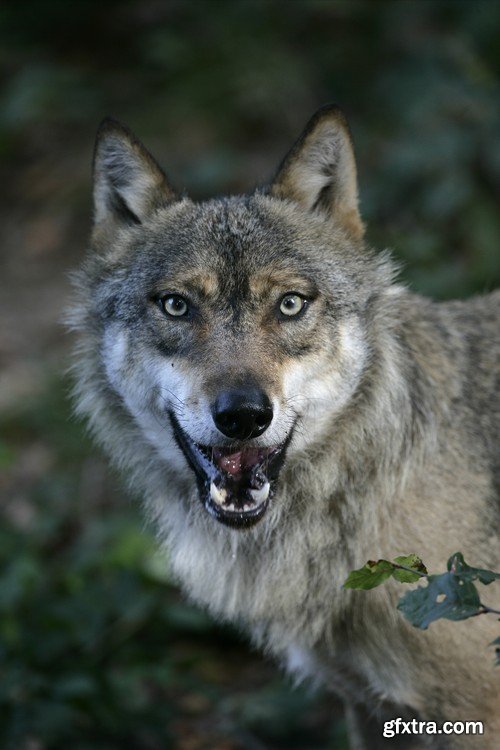 Stock Photos - Wolf, 24xJPG Stock Photos - Wolf, 24xJPG