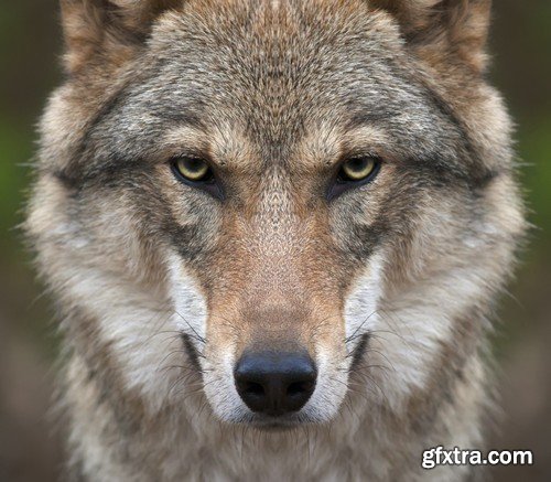 Stock Photos - Wolf, 24xJPG Stock Photos - Wolf, 24xJPG