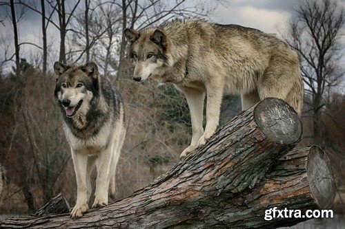 Stock Photos - Wolf, 24xJPG Stock Photos - Wolf, 24xJPG