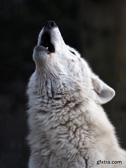 Stock Photos - Wolf, 24xJPG Stock Photos - Wolf, 24xJPG