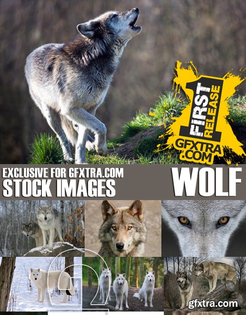 Stock Photos - Wolf, 24xJPG Stock Photos - Wolf, 24xJPG
