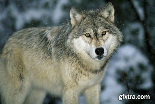 Stock Photos - Wolf, 24xJPG Stock Photos - Wolf, 24xJPG